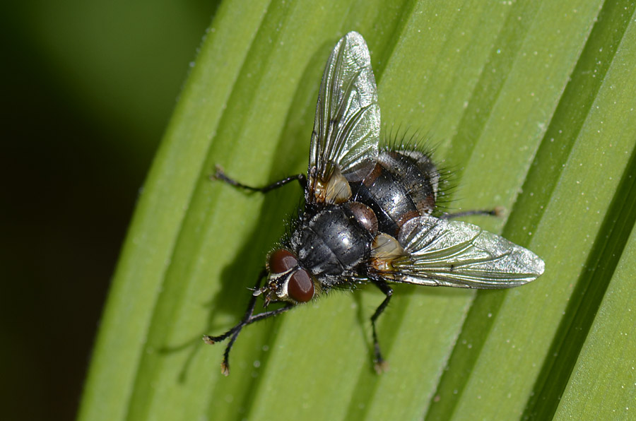 Ernestia rudis (Tachinidae)